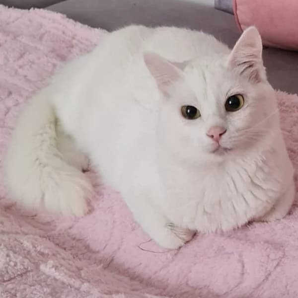 Yasmine, female Mixed Breed for adoption at CatPattes, Anderlecht (Brussels)