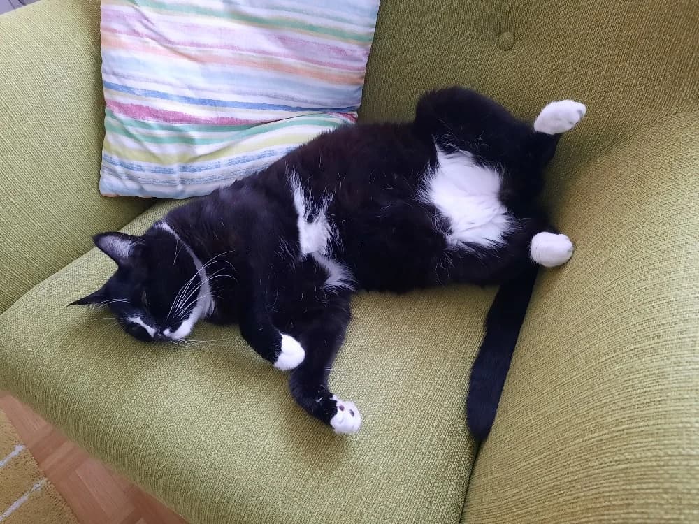 Juvamine, female 5yo Mixed Breed for adoption at CatRescue ASBL, Brussels