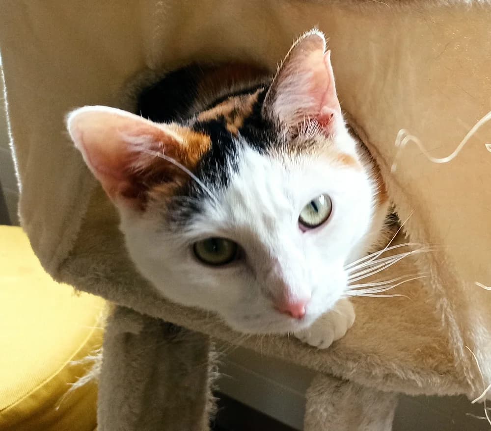 Twixy, female 4yo Mixed Breed for adoption at CatRescue ASBL, Brussels