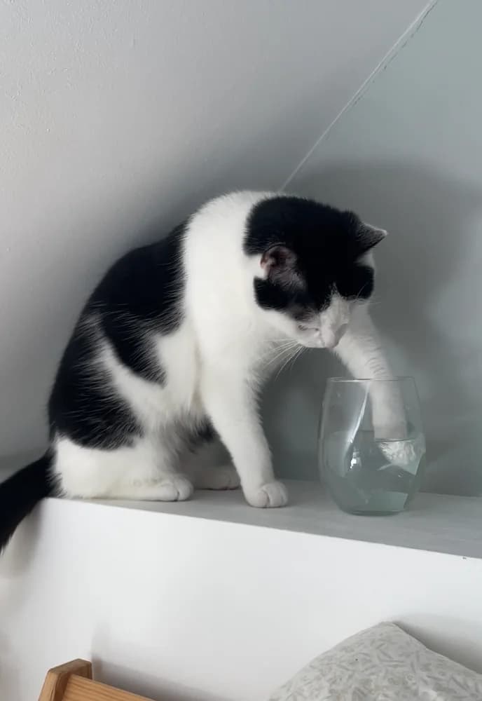 Ondine, female young Mixed Breed for adoption at CatRescue ASBL, Brussels