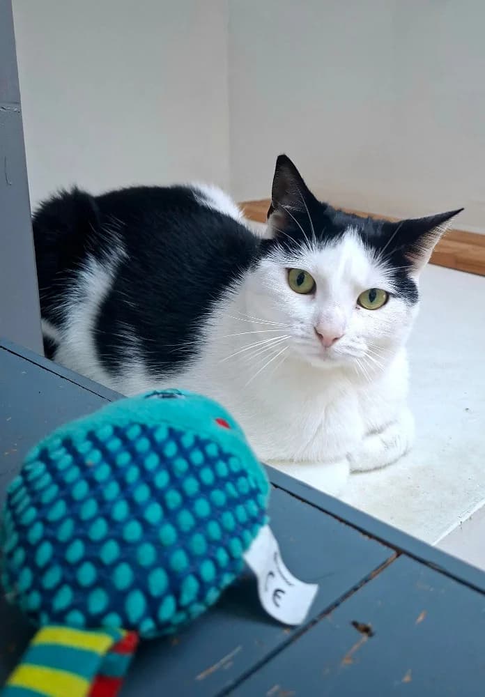 Ondine, female young Mixed Breed for adoption at CatRescue ASBL, Brussels