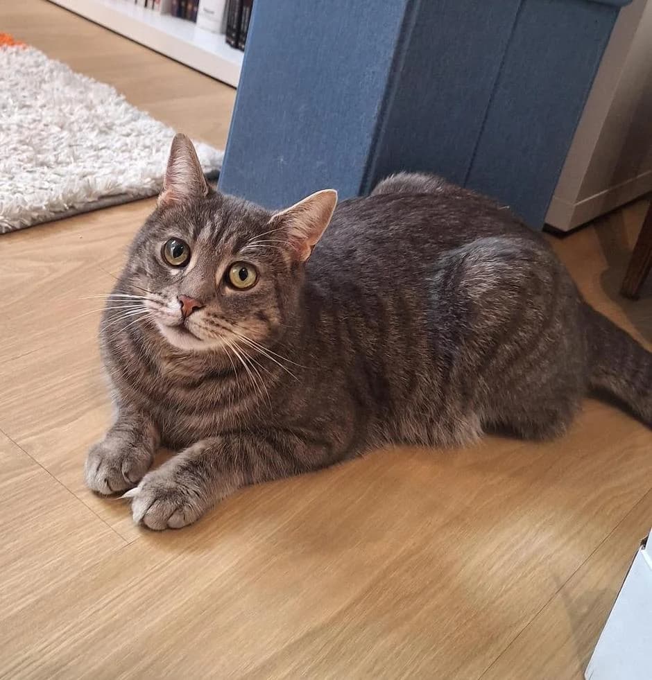 Cotillon, male 4yo Mixed Breed for adoption at CatRescue ASBL, Brussels