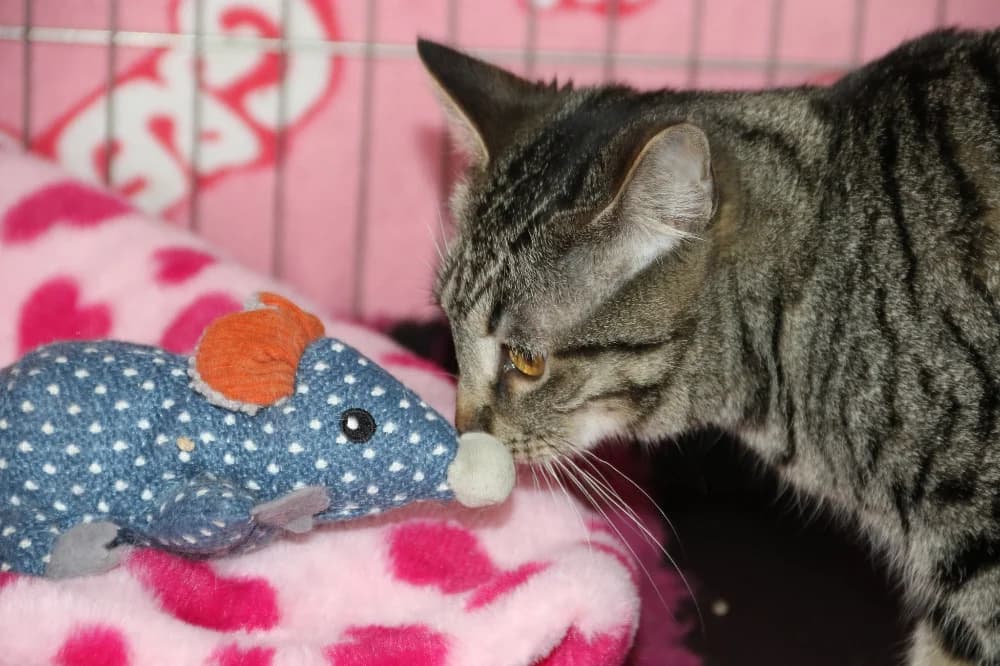 Boléro, female young Mixed Breed for adoption at CatRescue ASBL, Brussels