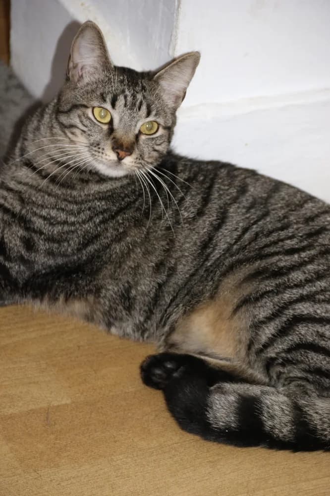 Boléro, female young Mixed Breed for adoption at CatRescue ASBL, Brussels