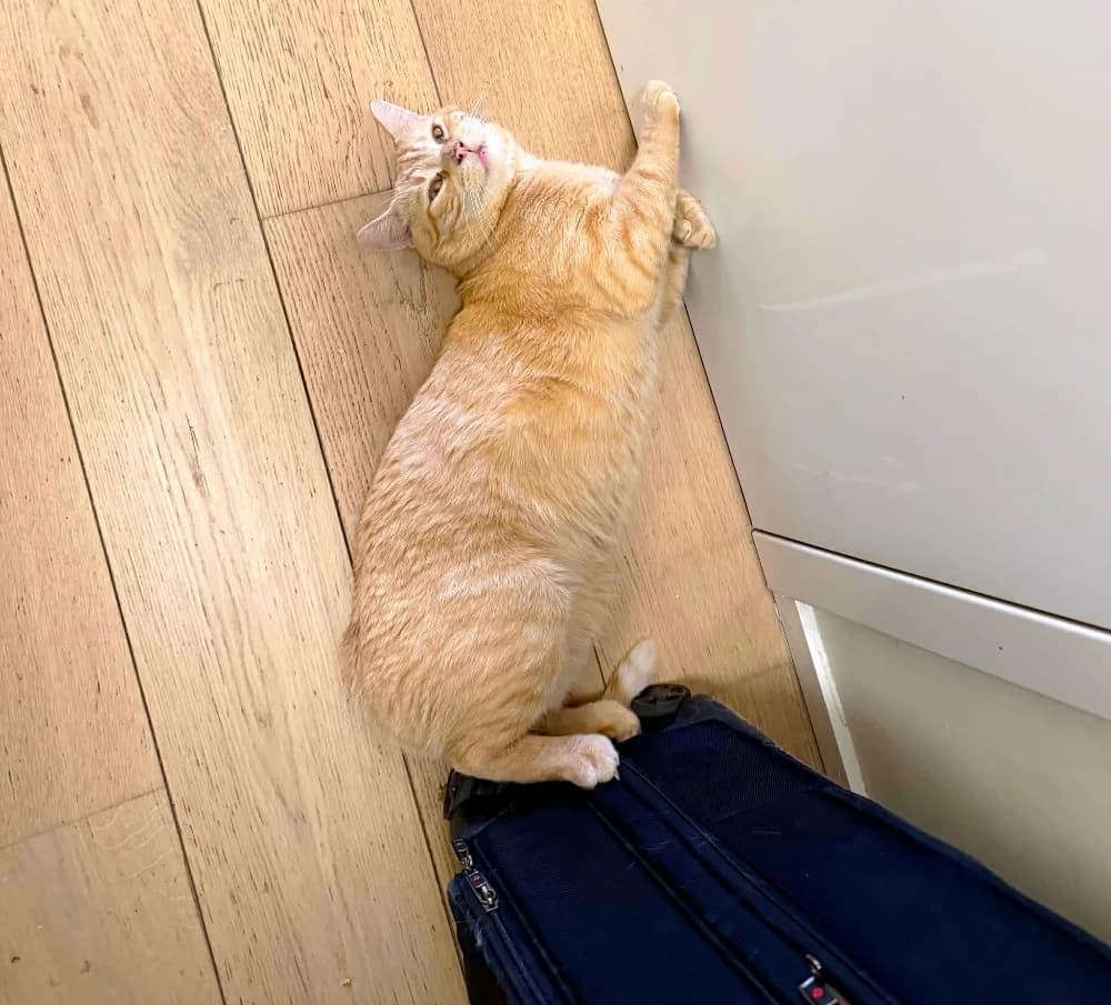 Horus, male young Mixed Breed for adoption at CatRescue ASBL, Brussels