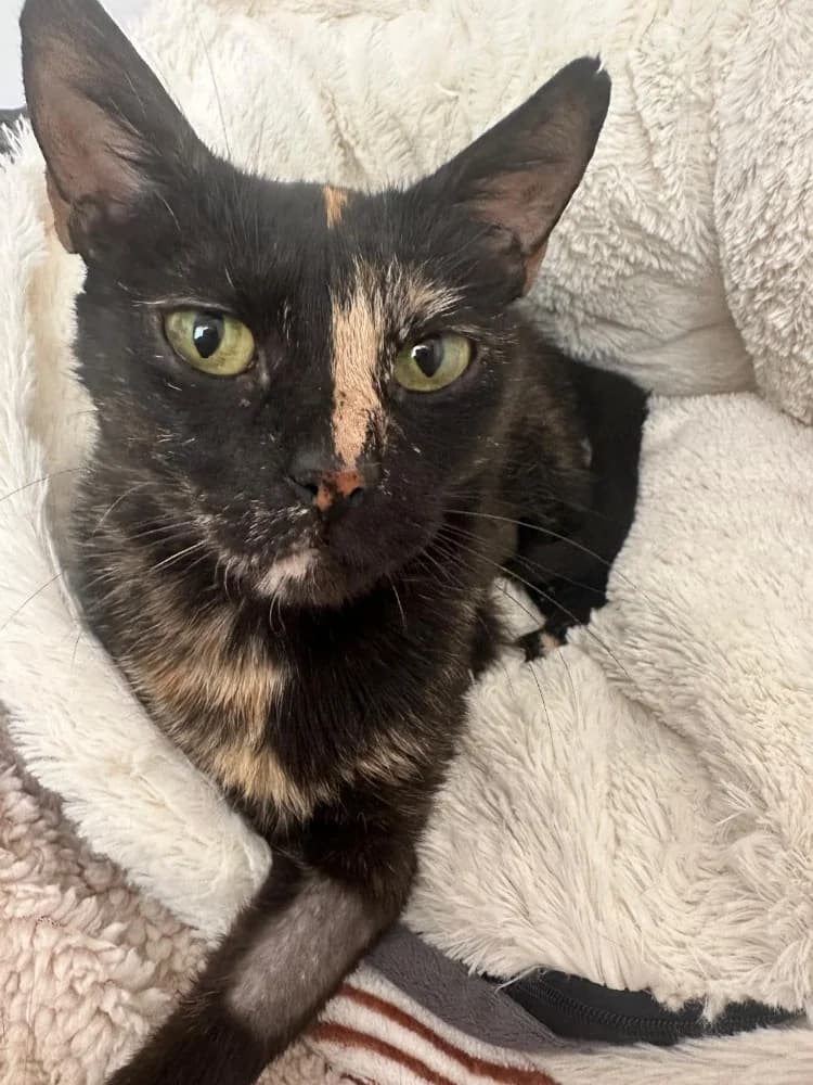 Fanfan, female 4yo Mixed Breed for adoption at CatRescue ASBL, Brussels