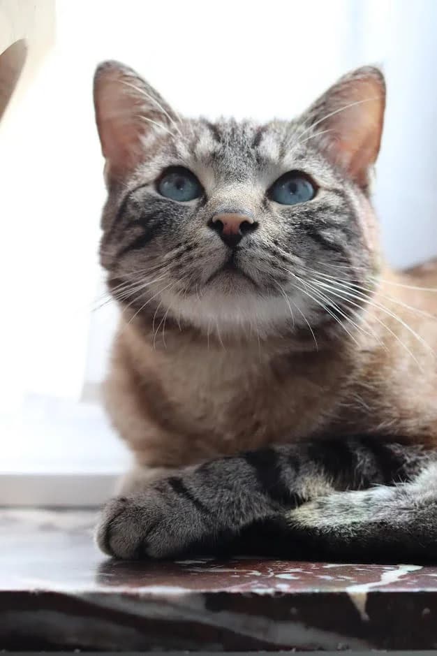 Romio, male young Mixed Breed for adoption at CatRescue ASBL, Brussels
