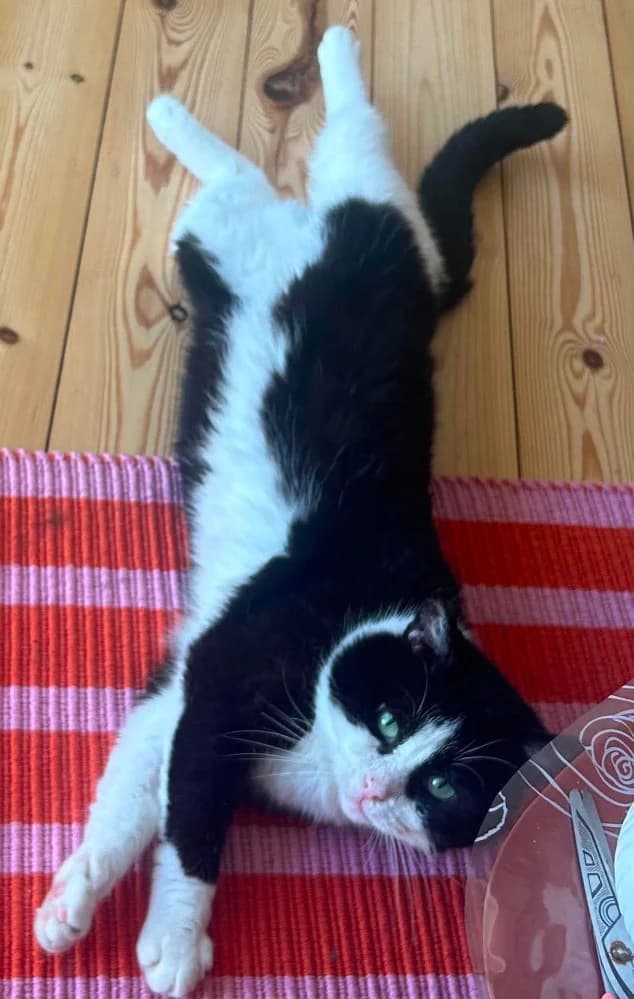 Zuko, male 4yo Mixed Breed for adoption at CatRescue ASBL, Brussels