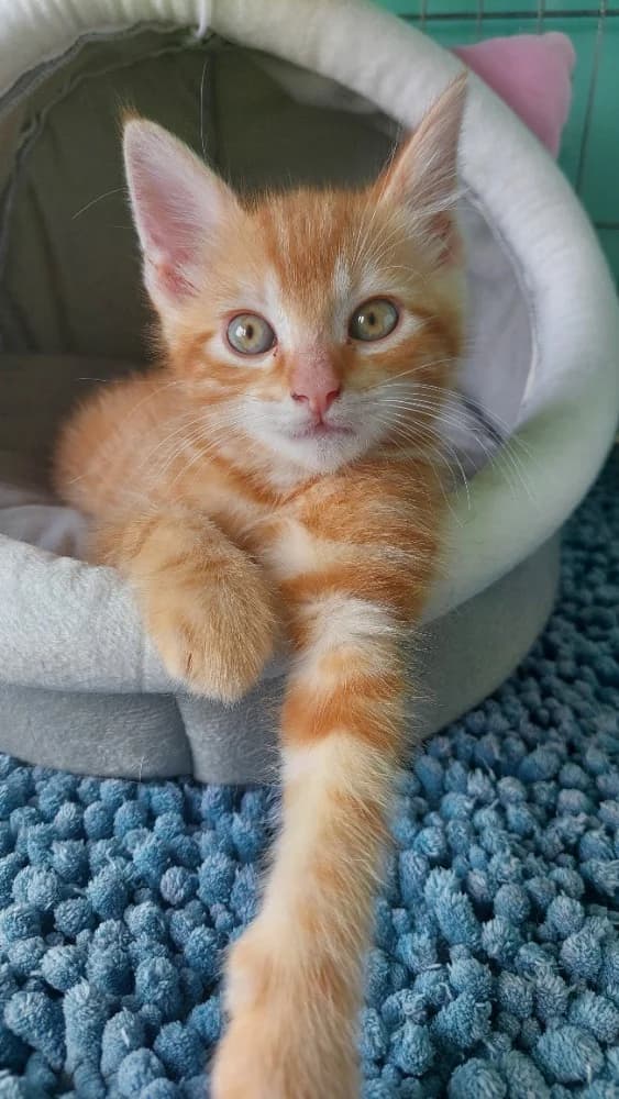 Weasley, male puppy Mixed Breed for adoption at CatRescue ASBL, Brussels