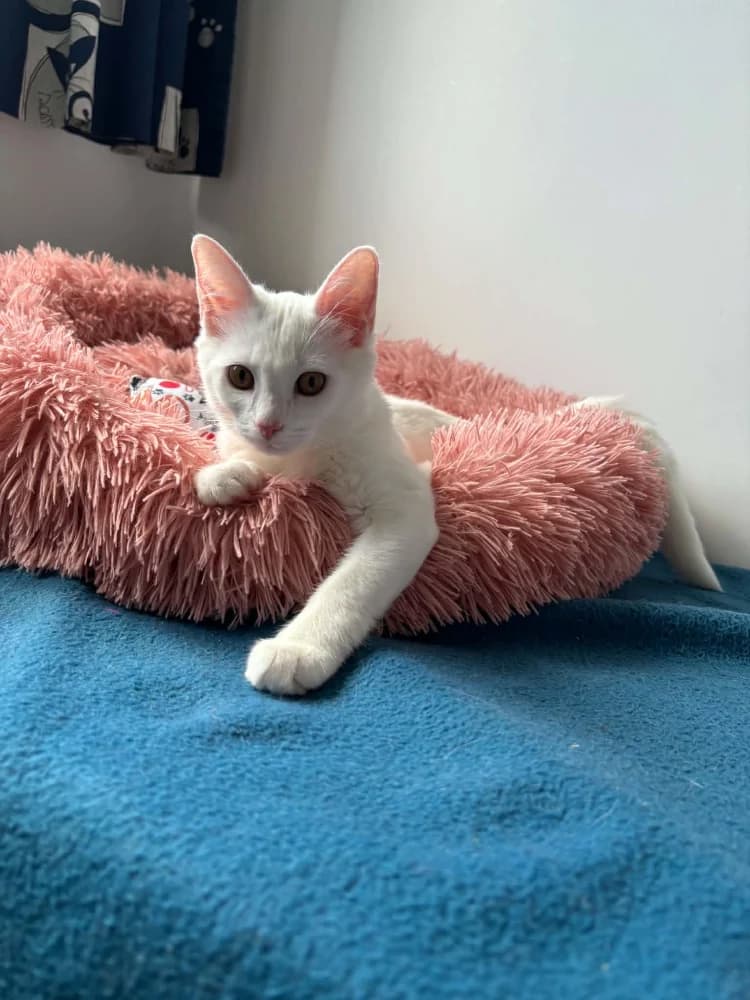 Swan, female puppy Mixed Breed for adoption at CatRescue ASBL, Brussels