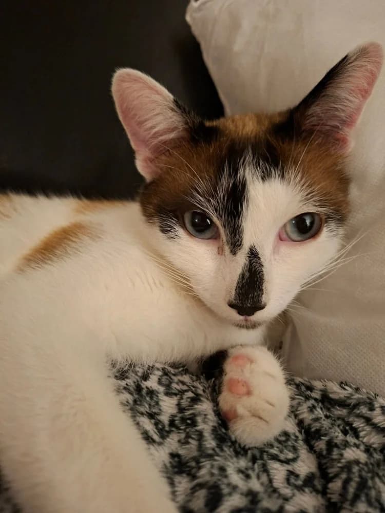 Yuzu, male young Mixed Breed for adoption at CatRescue ASBL, Brussels