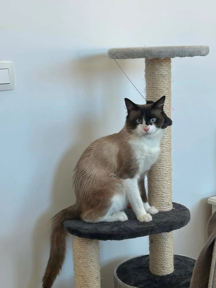 Dutton, male young Mixed Breed for adoption at CatRescue ASBL, Brussels