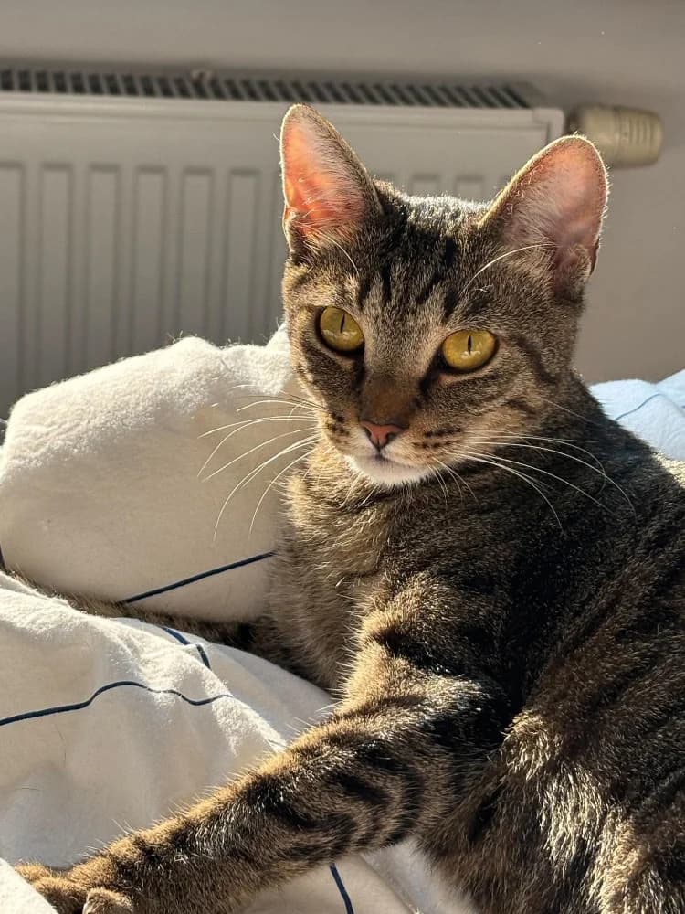 Ficelle, female young Mixed Breed for adoption at CatRescue ASBL, Brussels