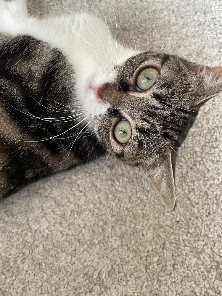 Jewel, female young Mixed Breed for adoption at CatRescue ASBL, Brussels