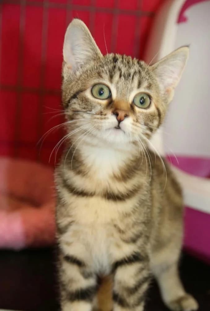July, female puppy Mixed Breed for adoption at CatRescue ASBL, Brussels