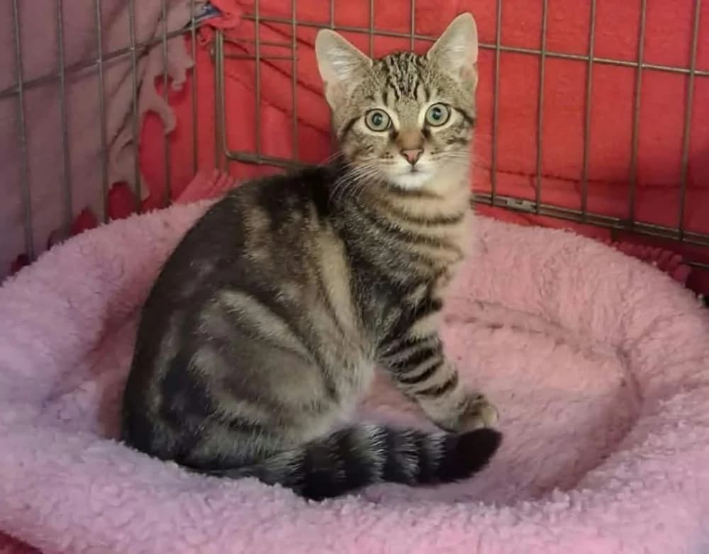 Jumbo, male puppy Mixed Breed for adoption at CatRescue ASBL, Brussels