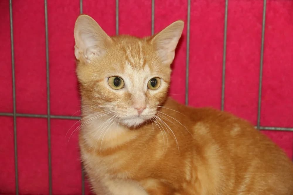 Kaki, male puppy Mixed Breed for adoption at CatRescue ASBL, Brussels