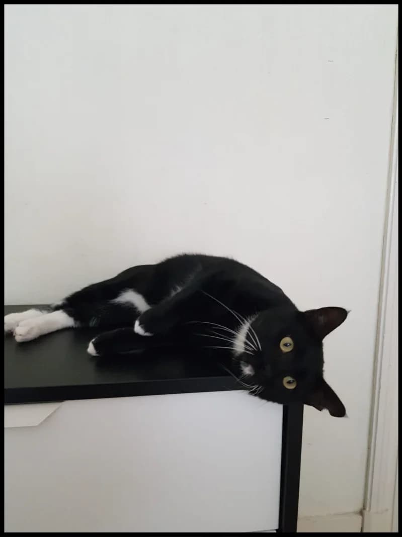 Armani, male 6yo European Shorthair for adoption at Chats Libres ASBL, Etterbeek (Brussels)