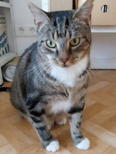 Grizou, male 4yo European Shorthair for adoption at Chats Libres ASBL, Etterbeek (Brussels)