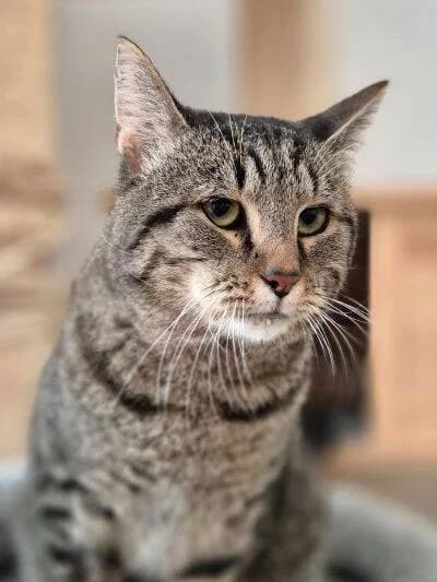 Poussy, male 4yo European Shorthair for adoption at Chats Libres ASBL, Etterbeek (Brussels)