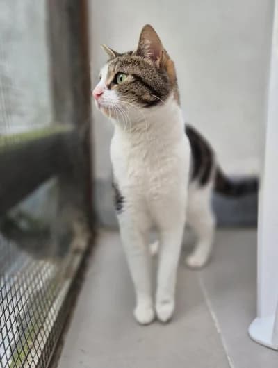 Quibelle, female young European Shorthair for adoption at Chats Libres ASBL, Etterbeek (Brussels)