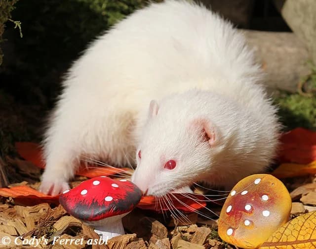 Chayna, albinos female 5yo mixed breed for adoption at Cody's Ferret ASBL, Erquelinnes