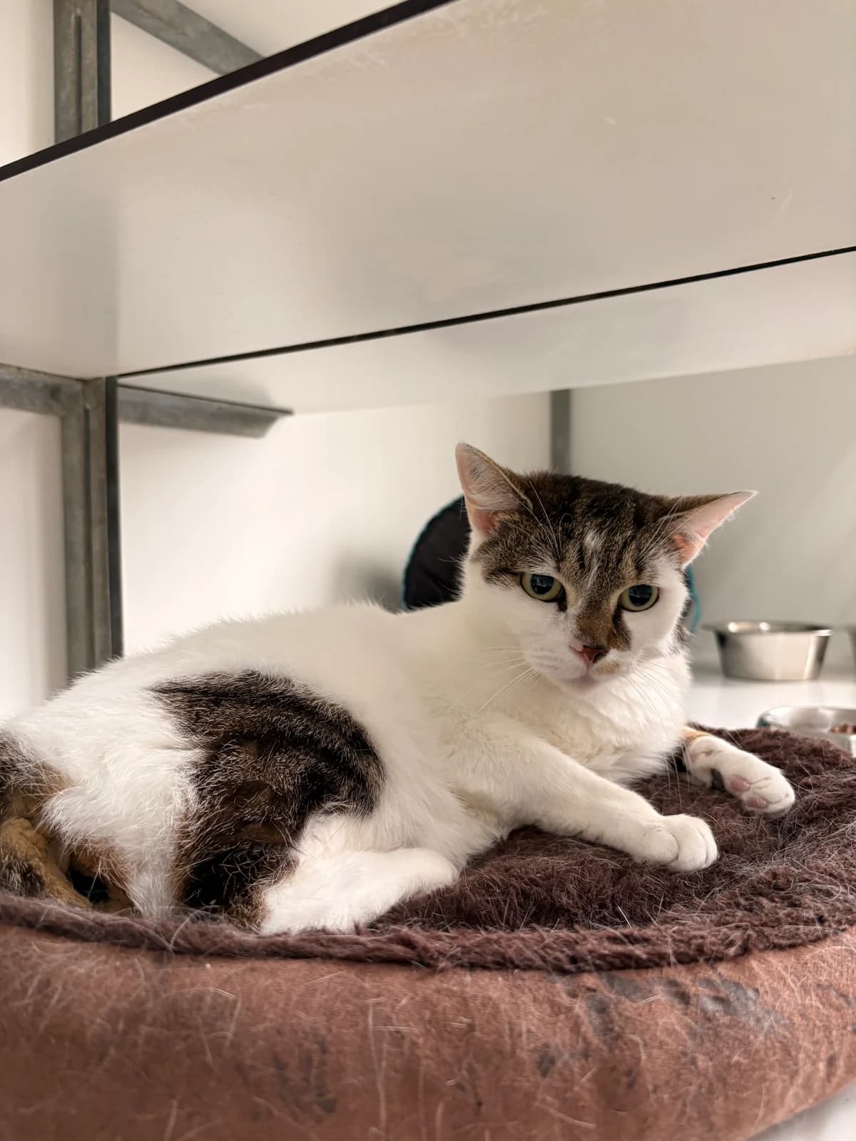 Pétronille, female 3yo European Shorthair for adoption at Croix Bleue Belgique — Refuge de Forest, Forest