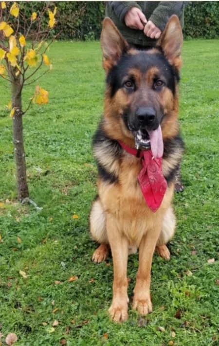 Darko, male German Shepherd for adoption at Croix Bleue Belgique — Refuge de Forest, Forest