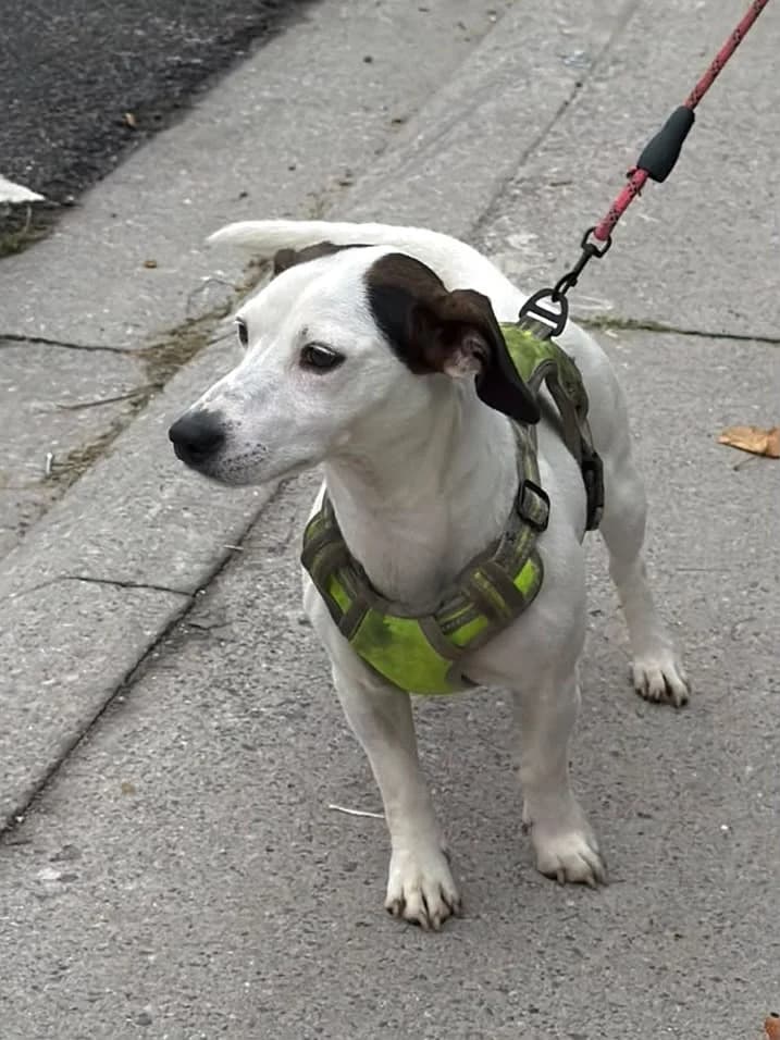 Bella, female 3yo Jack Russell Terrier for adoption at Croix Bleue Belgique — Refuge de Forest, Forest