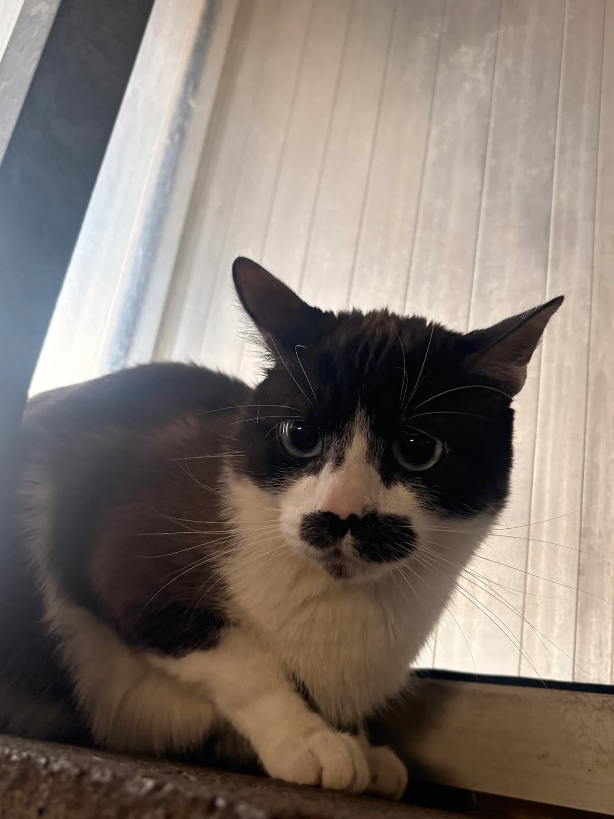 César, male Ragdoll for adoption at Croix Bleue Belgique — Refuge de Forest, Forest