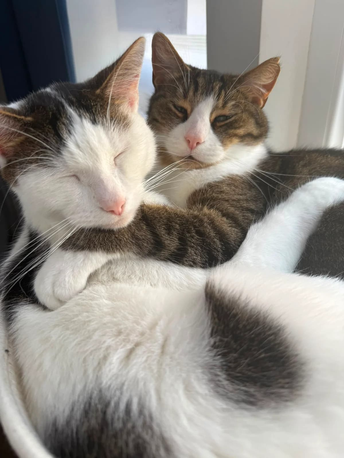Eros et Minos, male senior European Shorthair for adoption at Croix Bleue Belgique — Refuge de Forest, Forest
