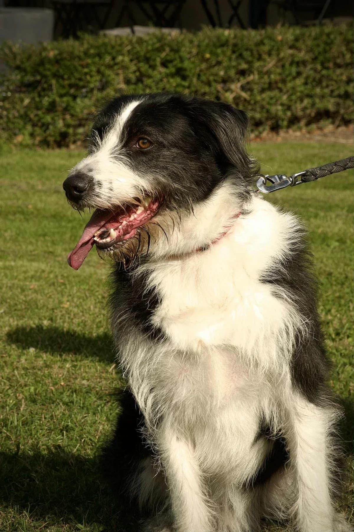 Milo, male mixed breed for adoption at Croix Bleue Belgique — Refuge de Forest, Forest