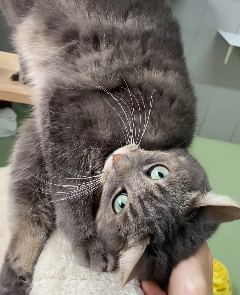 Nala, female 5yo European Shorthair for adoption at Croix Bleue Belgique — Refuge de Forest, Forest