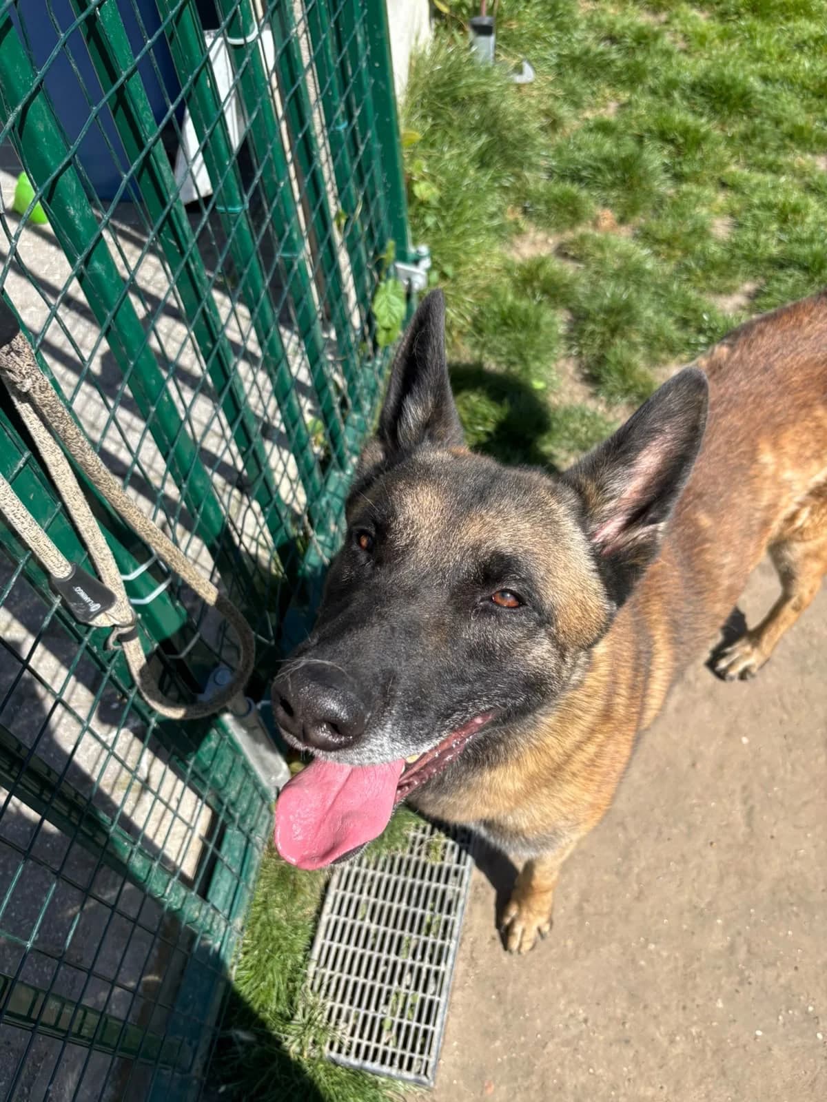Roy, male 4yo Belgian Malinois for adoption at Croix Bleue Belgique — Refuge de Forest, Forest