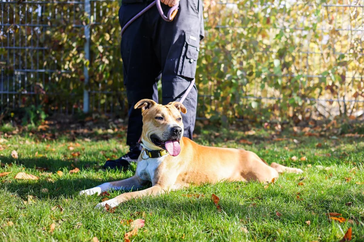 Simba, male American Staffordshire Terrier for adoption at Croix Bleue Belgique — Refuge de Forest, Forest
