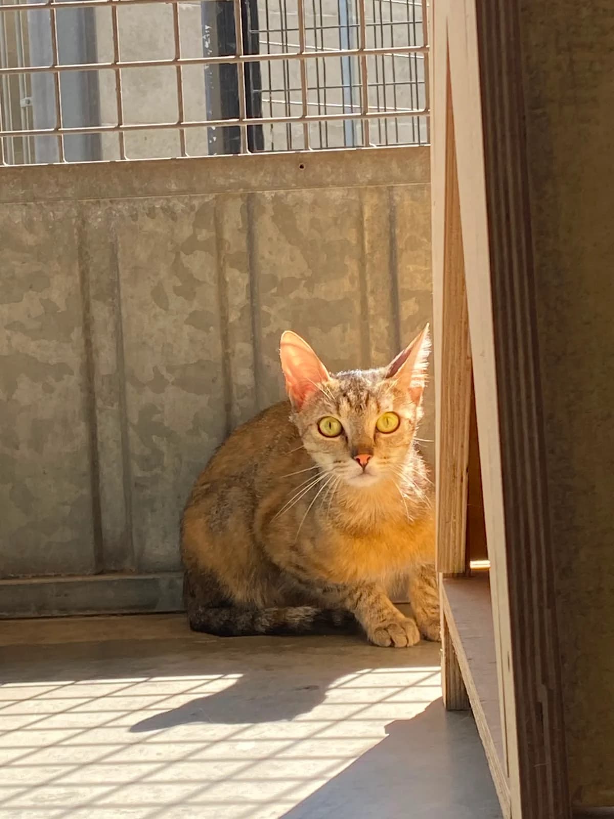 Svetlana, female young European Shorthair for adoption at Croix Bleue Belgique — Refuge de Forest, Forest