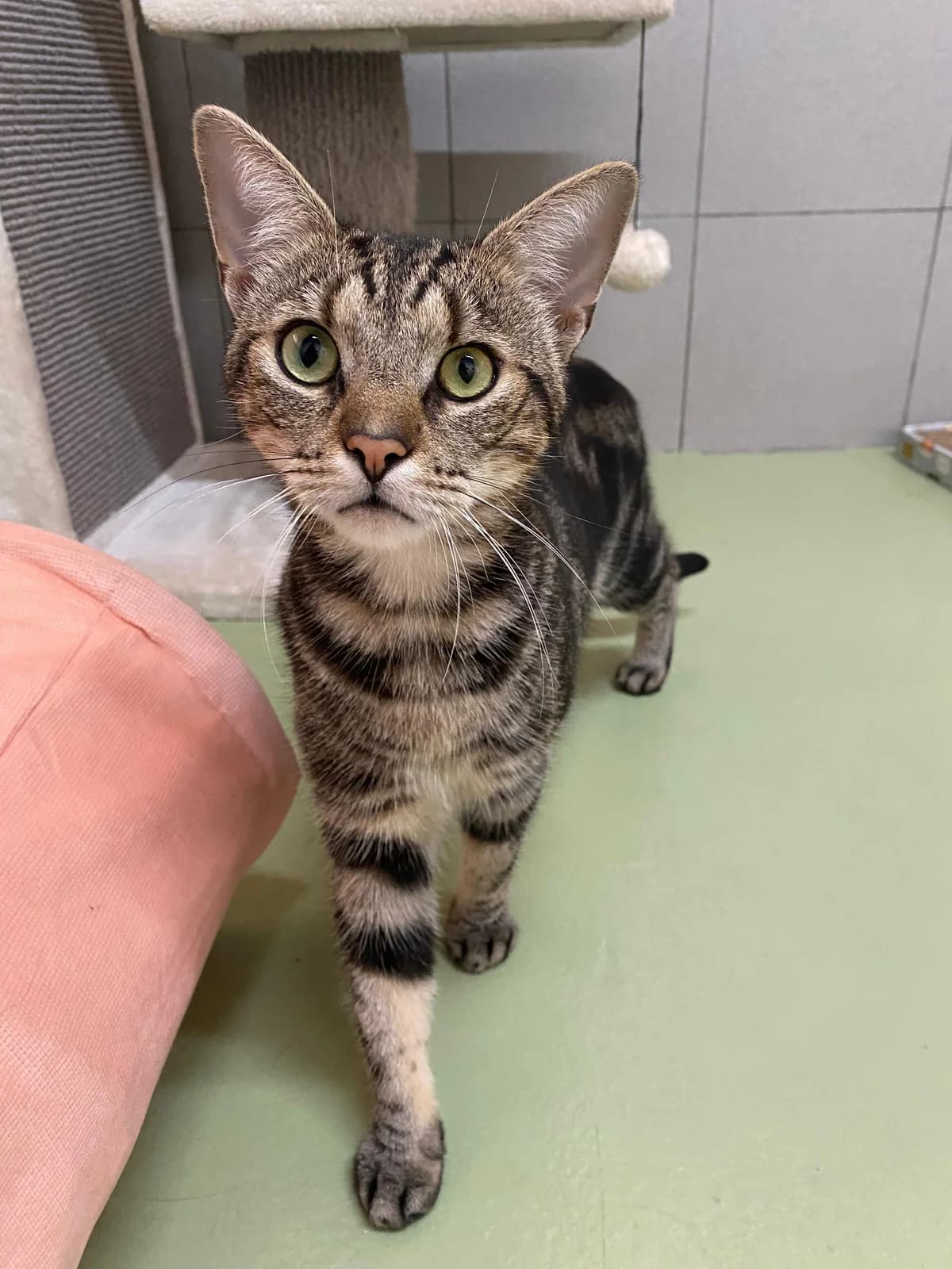 Tigrou, male young European Shorthair for adoption at Croix Bleue Belgique — Refuge de Forest, Forest