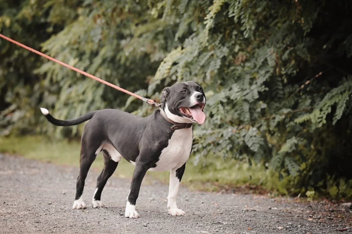 Pacha, male 3yo Staffordshire Bull Terrier for adoption at Dierenasiel De Knuffelpootjes, Menen