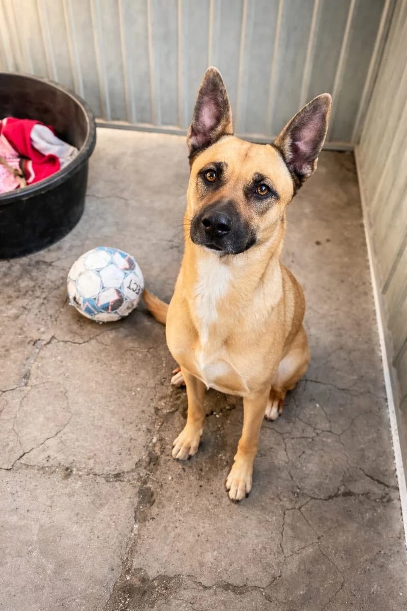 Reina, female 4yo mixed breed for adoption at Dierenasiel De Knuffelpootjes, Menen