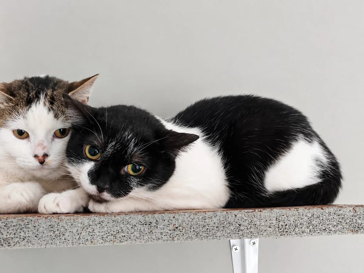 Sita, Zwart-wit female young European Shorthair for adoption at Dierenasiel De Knuffelpootjes, Menen