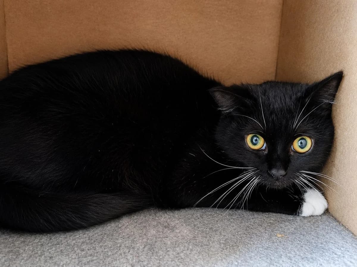 Sookie, Zwart-wit female young European Shorthair for adoption at Dierenasiel De Knuffelpootjes, Menen