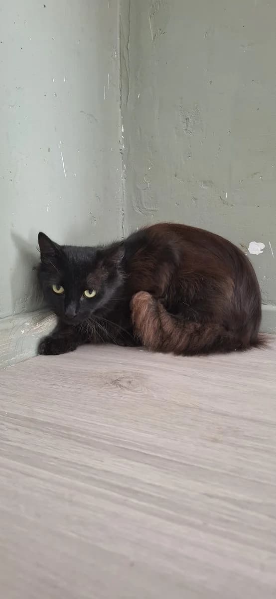 Billie, zwart male young Mixed Breed Cat for adoption at Dierenasiel De Knuffelpootjes, Menen