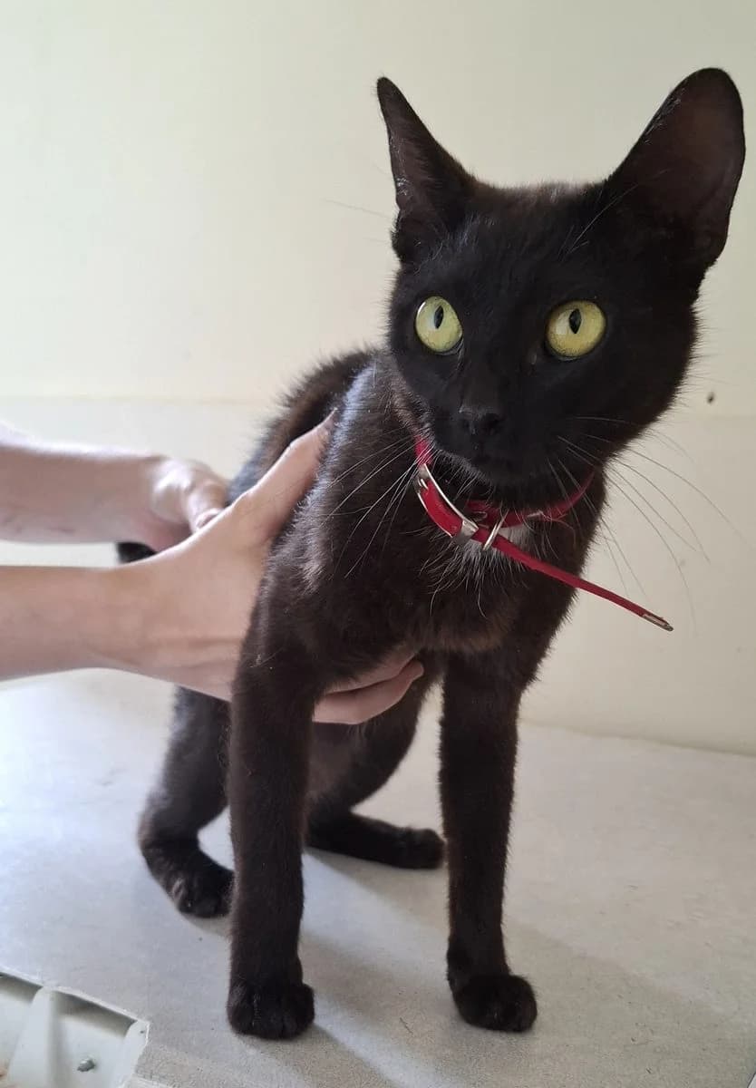 Dove, zwart female young European Shorthair for adoption at Dierenasiel De Knuffelpootjes, Menen