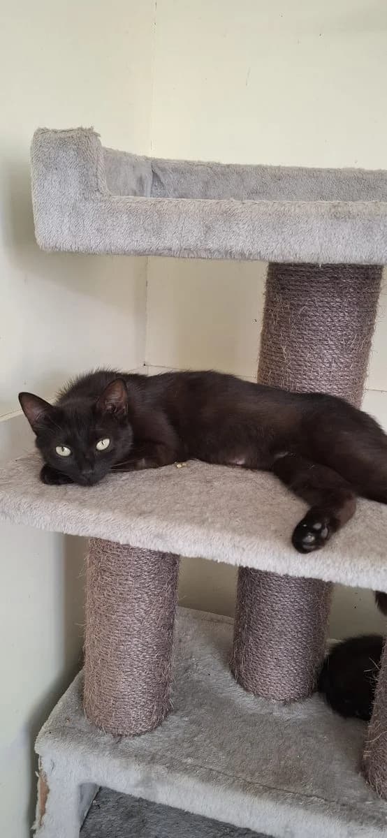 Gemma, zwart female young European Shorthair for adoption at Dierenasiel De Knuffelpootjes, Menen