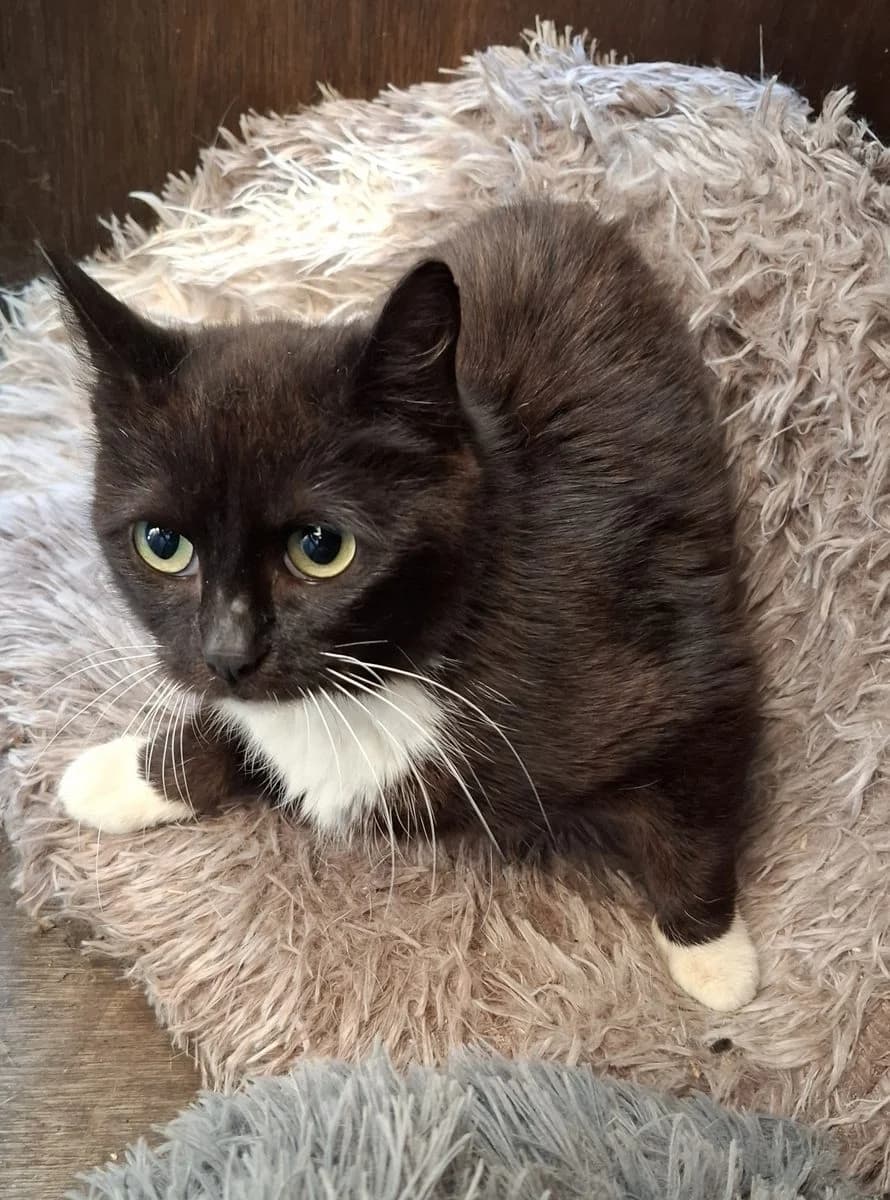 Becca, andere female 3yo European Shorthair for adoption at Dierenasiel De Knuffelpootjes, Menen