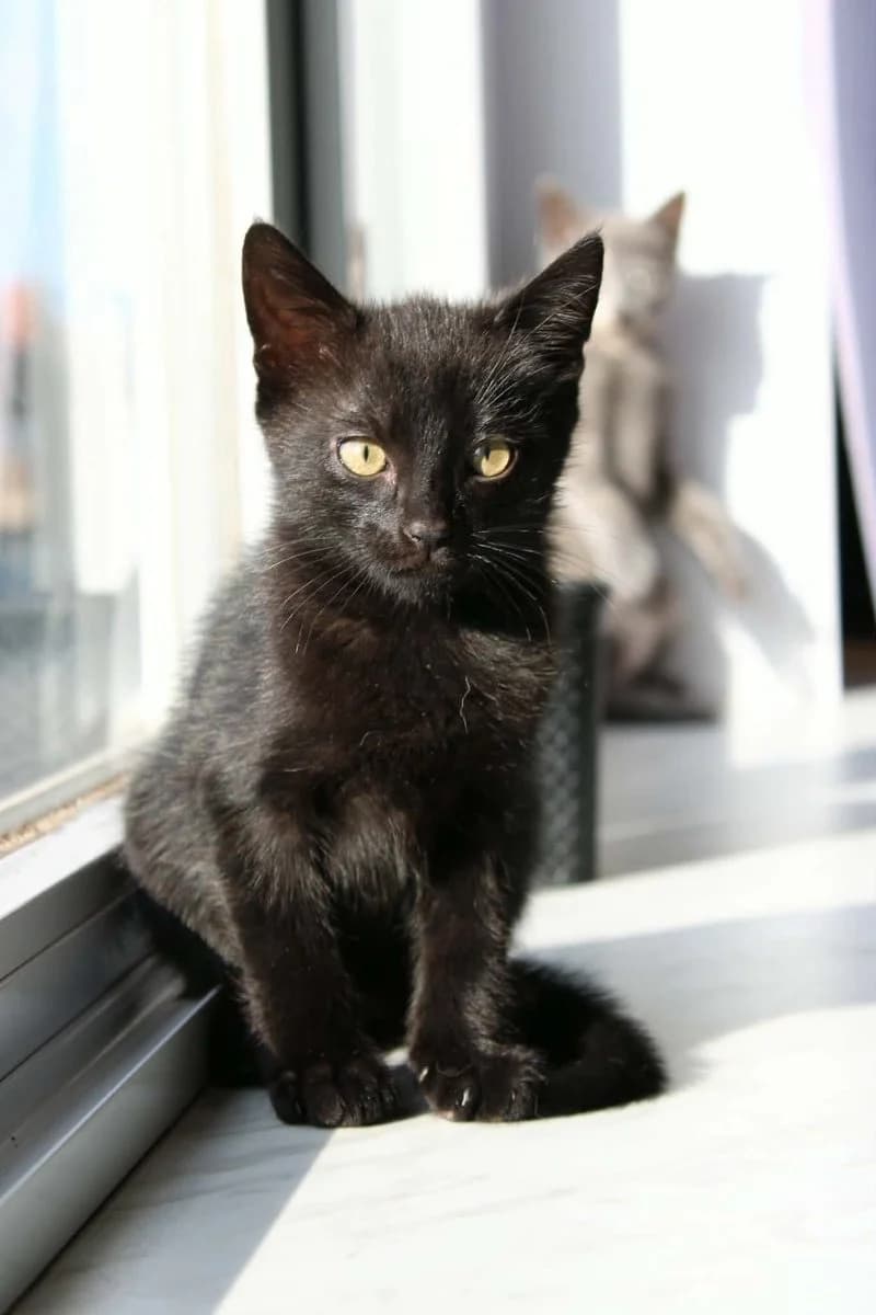 Bruno, zwart male puppy European Shorthair for adoption at Dierenasiel De Knuffelpootjes, Menen