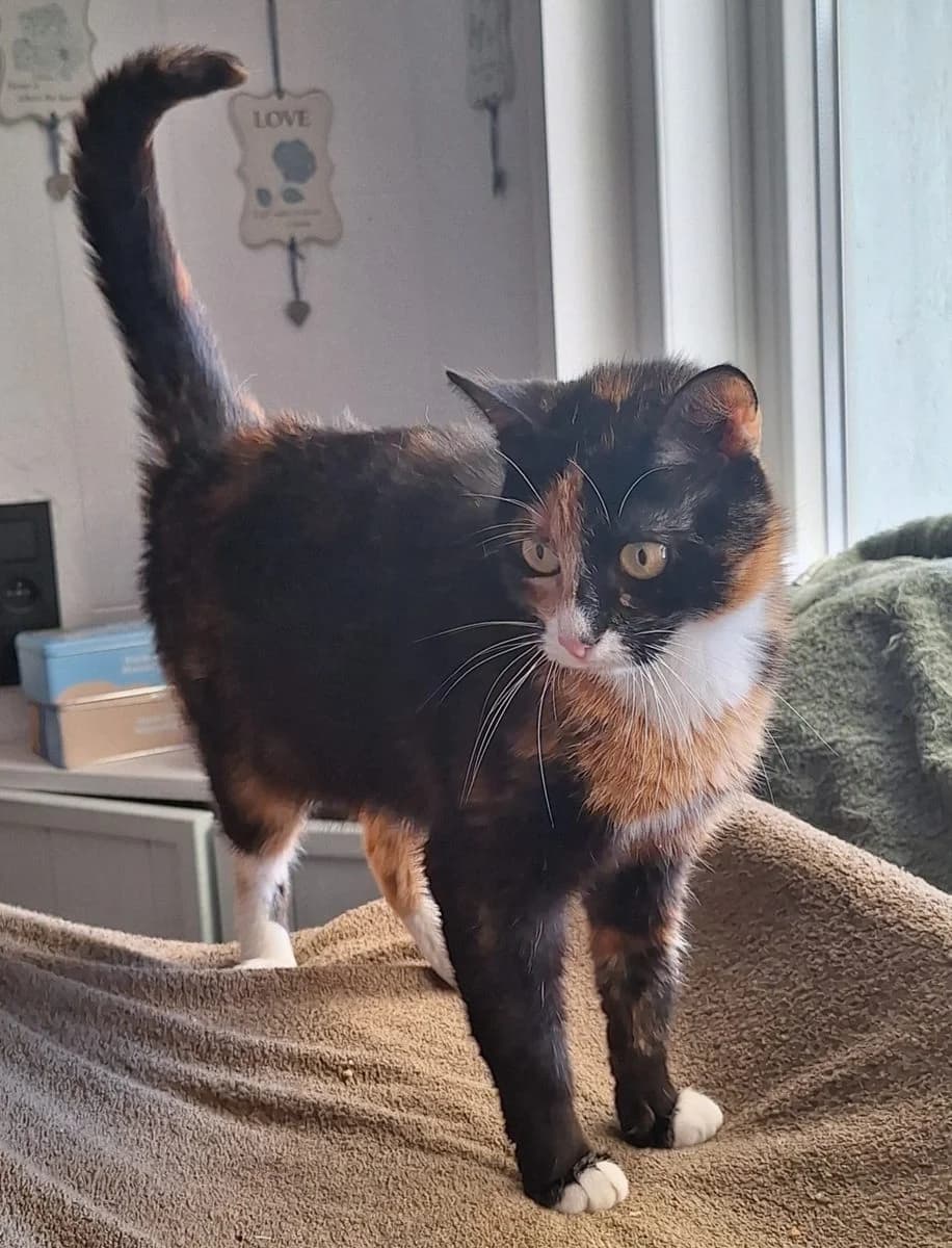 Lena, lapjes female 6yo European Shorthair for adoption at Dierenasiel De Knuffelpootjes, Menen