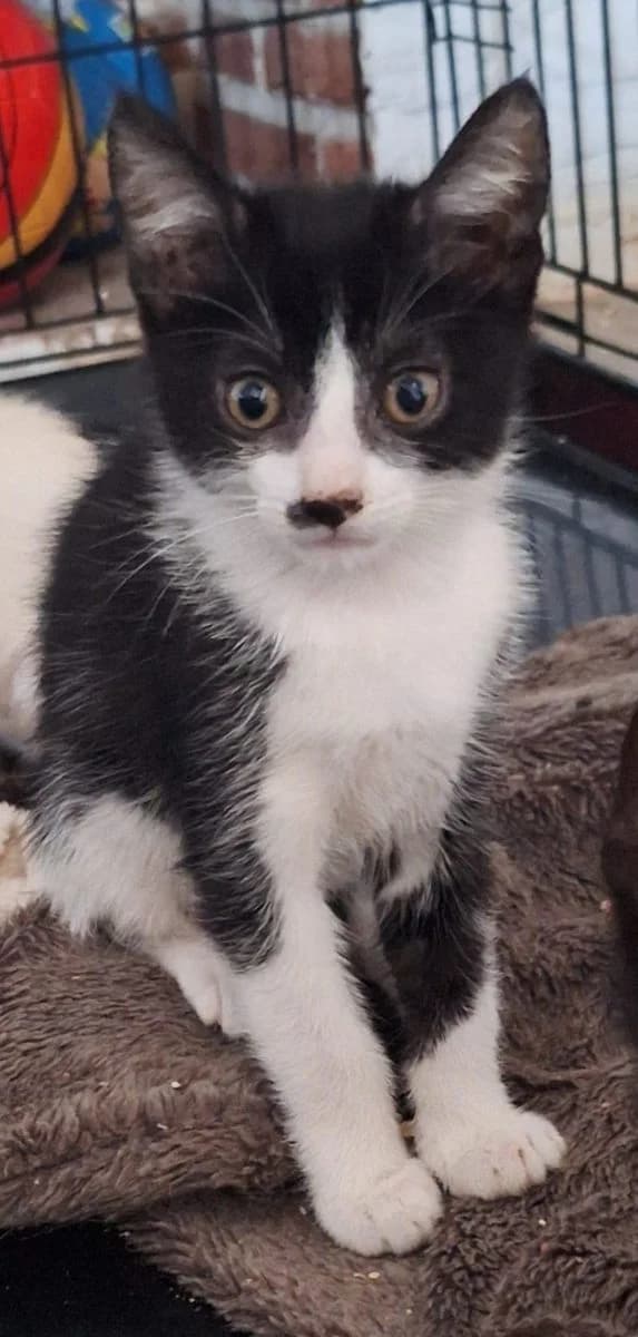 Oreo, Zwart-wit male puppy European Shorthair for adoption at Dierenasiel De Knuffelpootjes, Menen