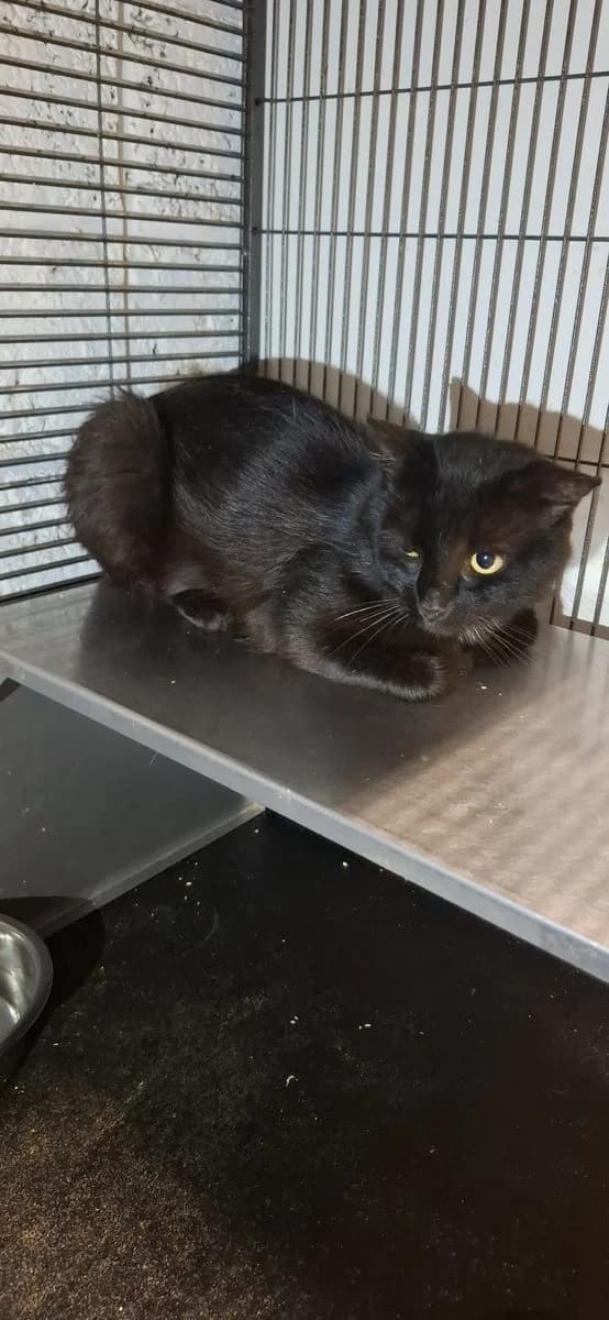 Noah, zwart male young European Shorthair for adoption at Dierenasiel De Knuffelpootjes, Menen