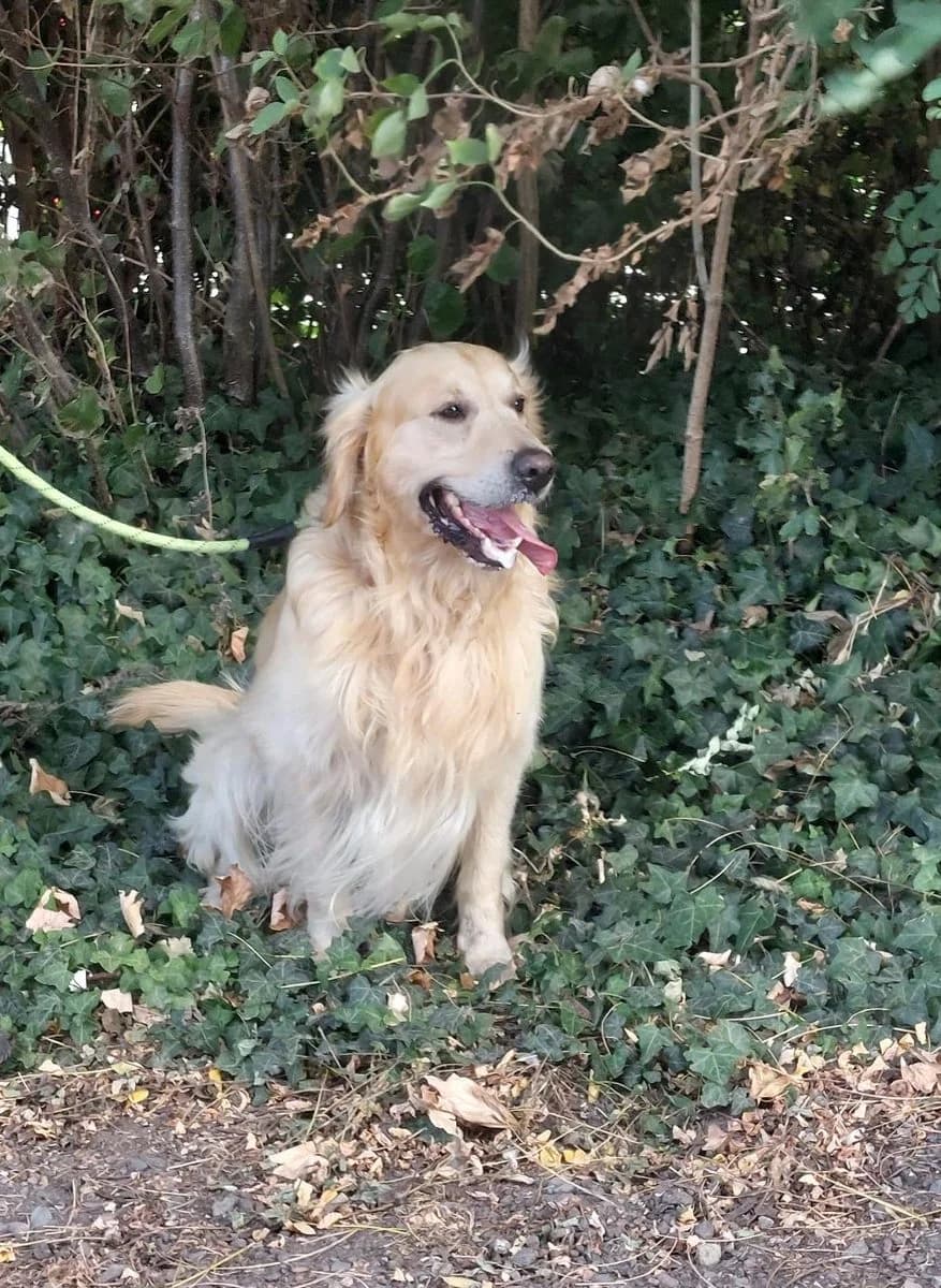 Apollo, male 7yo Golden Retriever for adoption at Dierenasiel De Knuffelpootjes, Menen
